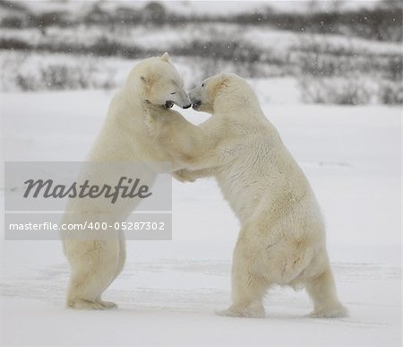 Fight of polar bears. Two polar bears fight. Tundra with undersized vegetation. .