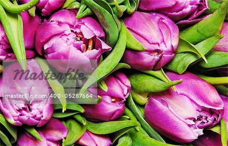 beautiful pink tulips, big bouquet