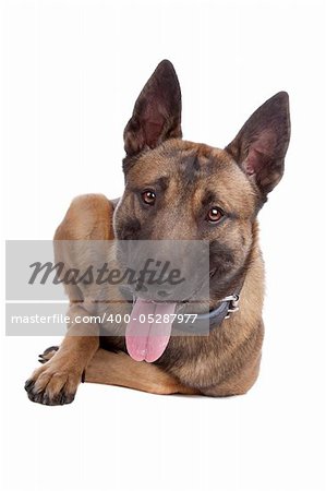 malinois,belgium shepherd isolated on a white background