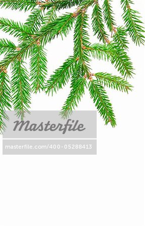green branch of fir isolated on white