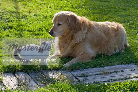 Domestic cat and golden retriever playing in the backyard.