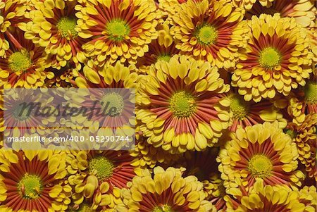 Beautiful yellow chrysanthemum flower autumn vivid background