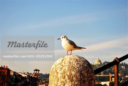 seagull in flight, light and dynamic