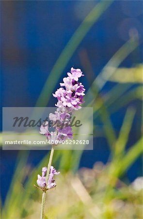 Flowers of violet lavender in summer close up