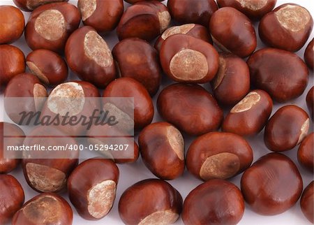 A Conker is the seed of a Horse Chestnut tree.