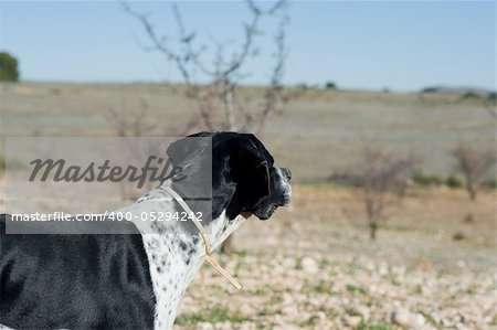 Black and white pointer hunting dog in full alertness