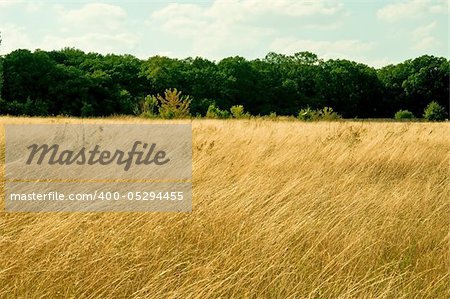 Field in the village and trees in the background