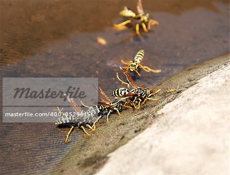 Wasps sitting on the water in the summer