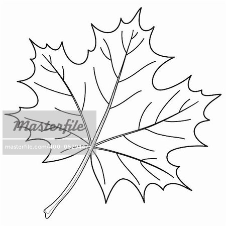 Leaf of a maple, nature symbol, monochrome vector, isolated, contour