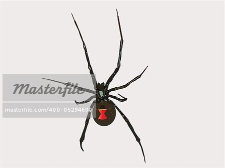 Black widow spider