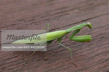 Green praying mantis on a wooden table, outdoors, close-up