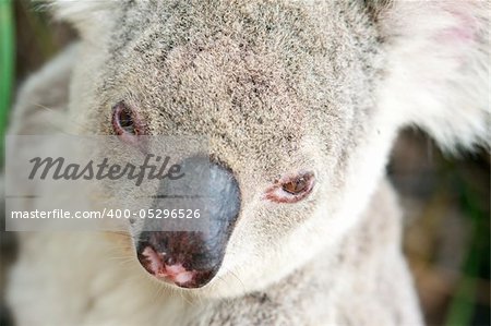 A closeup portrait of a wild koala taken from above