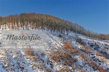 Winter trees in mountains covered with fresh snow