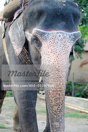 Portrait of an Asian elephant in Nepal