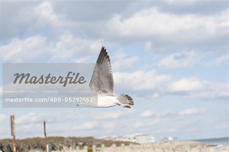 Sea Gull in Flight with Cloud and Beach Background.
