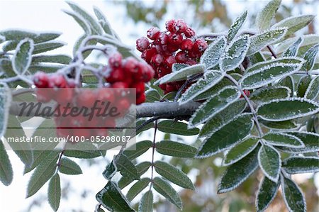 Rowanberry and sheet covered rime on background sky