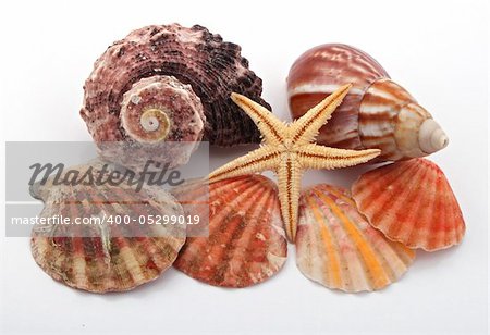 Star fish and sea shells over a white background.