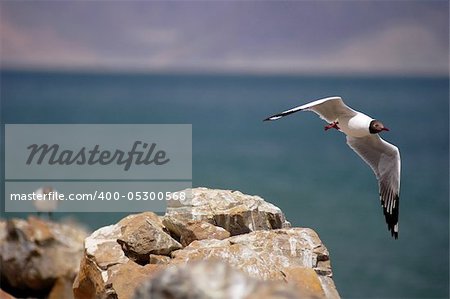 Still view of a flying seagull passing by the island