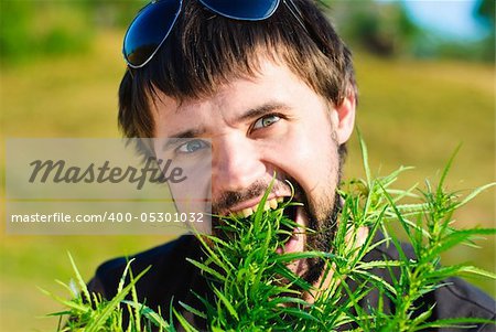 Young man eating leaves of hemp. Shoot in the field of marijuana.