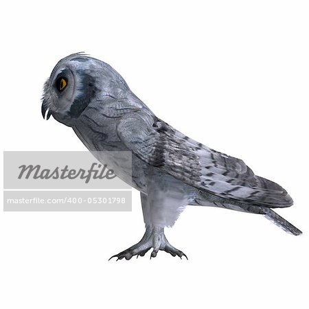 Scops Owl Bird. 3D rendering with clipping path and shadow over white