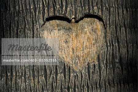 heart carved in tree trunk