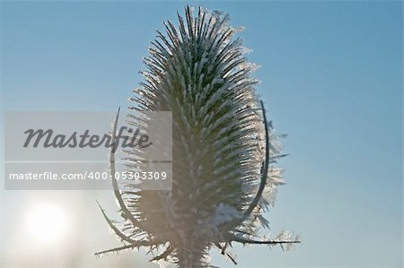 teasel on frost