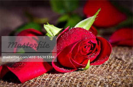 Macro image of dark red rose with water droplets. Extreme close-up