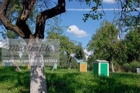 A lot of apple trees with many fruit on it. Hives.