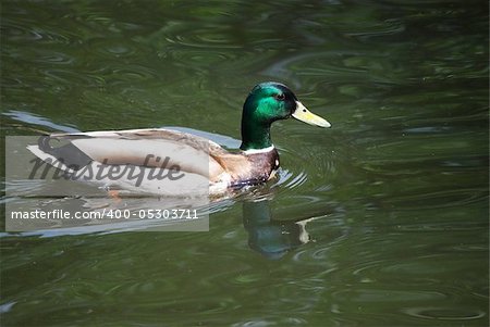 The wild duck shakes on lake waves. A floating duck.