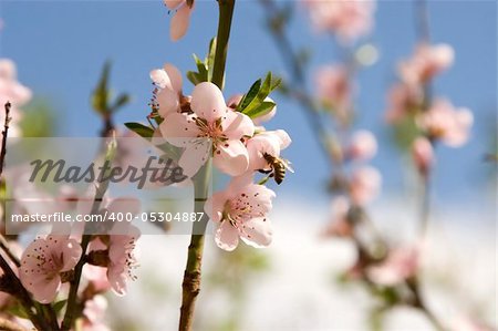 Cherry flowers in spring time with a bee