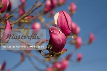 Magnolia (magnolia soulangeana) in a spring sky, suitable for use as a background