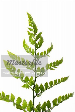 Fern leaf isolated on white background.