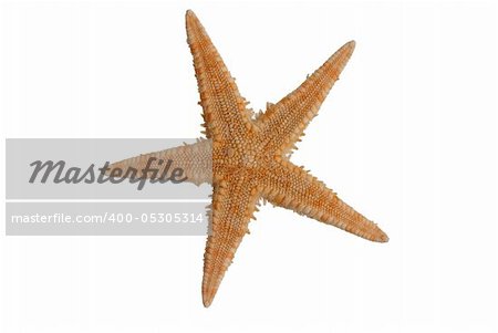 Sea star isolated on white background.