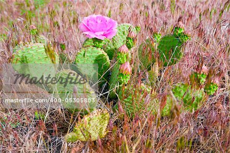 Image of the pink flowers of a prickly pear cactus