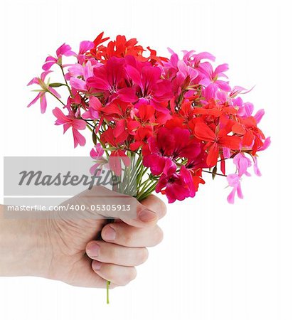 Bouquet of the pink colors of geranium in the hand