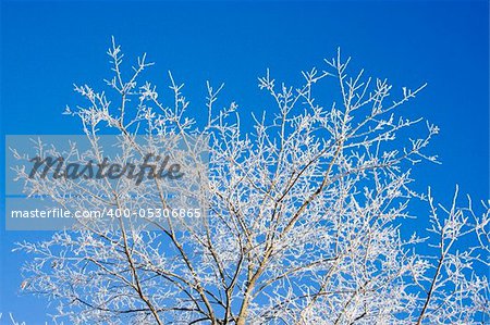 Frost covered tree branches against blue sky
