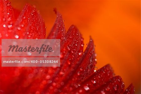 Red gerber / daisy with blurred background