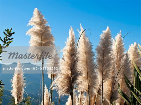 Phragmites australis:It is a perennial herb species, rhizomatous and can reach 4 meters in height.