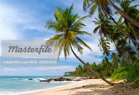 Tropical paradise in Maldives with palms hanging over the beach and turquoise sea