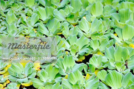 Pistia (Water cabbage) - detail