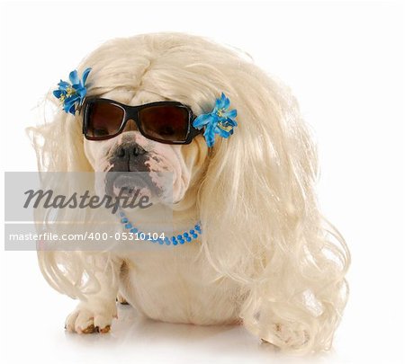 english bulldog wearing blonde wig and blue jewelry on white background