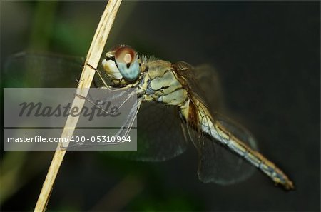 portrait of dragonfly on the stem in the marsh