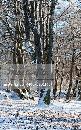 October mountain beech forest with first winter snow and last autumn leafs over