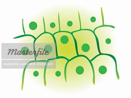 photosynthesis leaf plant cell vector illustration