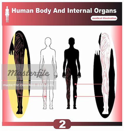 Human Body Internal Organs muscles back
