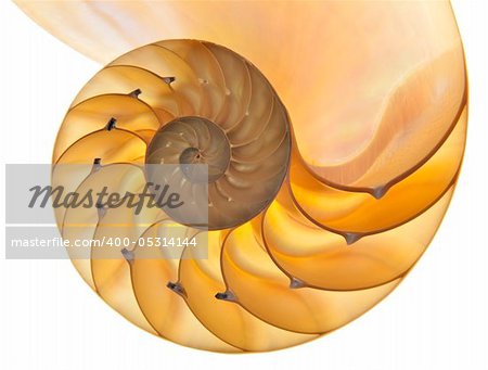 Detailed photo of a halved backlit  shell of a chambered nautilus (Nautilus pompilius) isolated on white