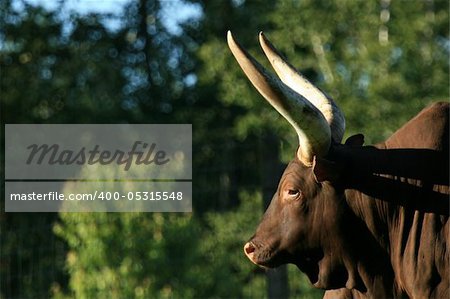 Buffalo - Vancouver, BC, Canada