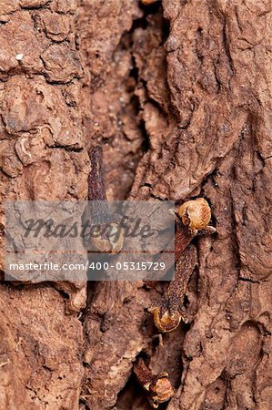 Clove on old tree bark close up