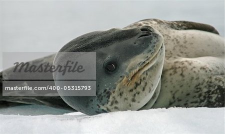 Leopard Seal 3