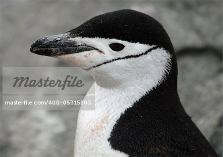 Chinstrap penguin 12